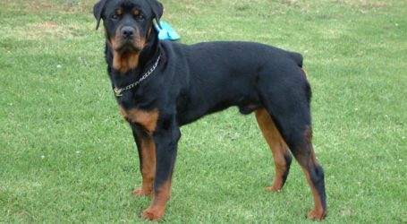 Συμμορία ανήλικων Ρομά με μαχαίρι, σφυρί και… ροτβάιλερ λήστεψε πυροσβέστη