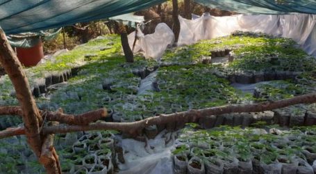 Θα σκότωναν όποιον κατά λάθος βρισκόταν στην χασισοφυτεία έλεγαν στις συνομιλίες τους οι καλλιεργητές
