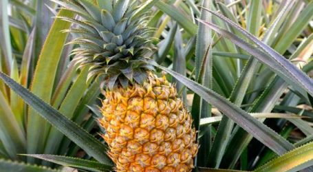 Ήξερες ότι ο ανανάς βγαίνει από θάμνο; – Δες 8 λαχανικά και φρούτα που φυτρώνουν λίγο… περίεργα