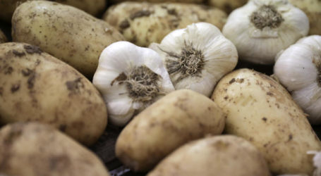 Θεσπρωτία: Οι πατάτες που έκοβαν πεθερά και νύφη «έκαψαν» τον ιδιοκτήτη – Το εξοντωτικό πρόστιμο των ελεγκτών – video