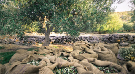 Politico: Η Ελλάδα αδυνατεί να δρέψει τον πλούτο από το λάδι της