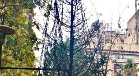 Ετσι έκαψαν το χριστουγεννιάτικο δέντρο στα Εξάρχεια (βίντεο)