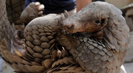 Aνατροπή: Οι παγκολίνοι δεν προκάλεσαν την πανδημία του κορονοϊού λένε κινέζοι επιστήμονες