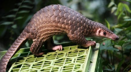 Κοροναϊός: Ολα ξεκίνησαν από την… “εκδίκηση”!