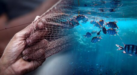 Η καραντίνα σώζει τους ελληνικούς βυθούς – Αύξηση αλιευμάτων ύστερα από 25 χρόνια