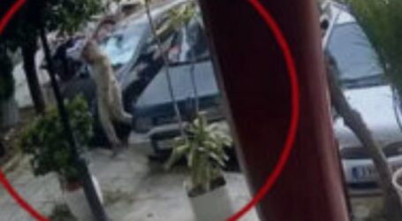 Ιωάννα βιτριόλι: «Δεν άφηνε περιθώριο για γνωριμίες», λέει συνάδελφός της [vid]