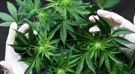 Εργοστάσιο παράγει τις πρώτες μάσκες από… κάνναβη – Είναι οικολογικές και βιοδιασπώμενες