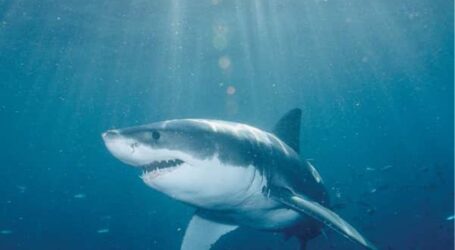 Κορωνοϊός: Μέχρι και μισό εκατομμύριο καρχαρίες μπορεί να θανατωθούν για να παρασκευαστεί το εμβόλιο