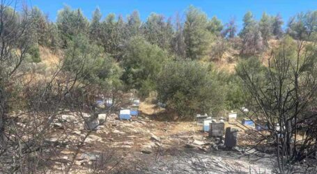 Από μελίσσια ξεκίνησε η φωτιά στην Πολυτεχνειούπολη – Πρόστιμα σε δύο άτομα και στον πρύτανη του ΕΚΠΑ